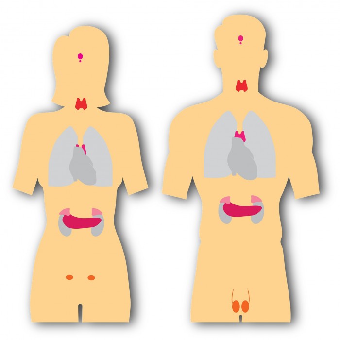 thyroid-1.jpg