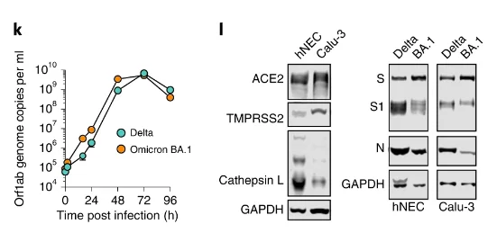從上圖中可知，通過胰蛋白酶水解TMPRSS2通道後，奧密克戎的結合能力仍出現上升（圖K中橙色圓點的縱坐標數值更高），證明如今奧密克戎毒株已經不再用過去的方式進入人體，開始對進入路徑進行突變優化，更加適應並進一步提高傳播能力（圖源：Nature）