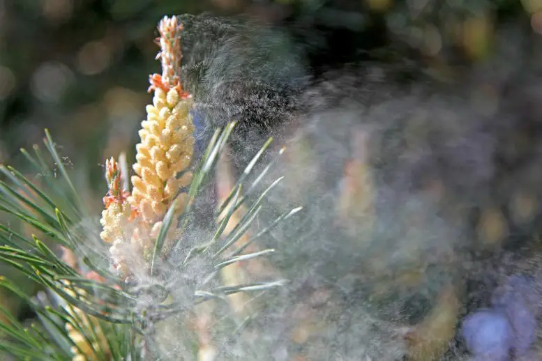 Pollen-Detail-Close-Up-777x518.webp