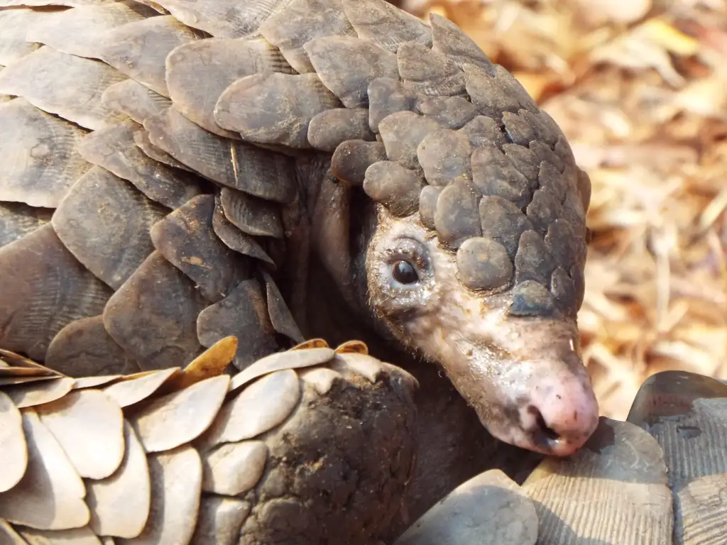 Pangolin-1.webp