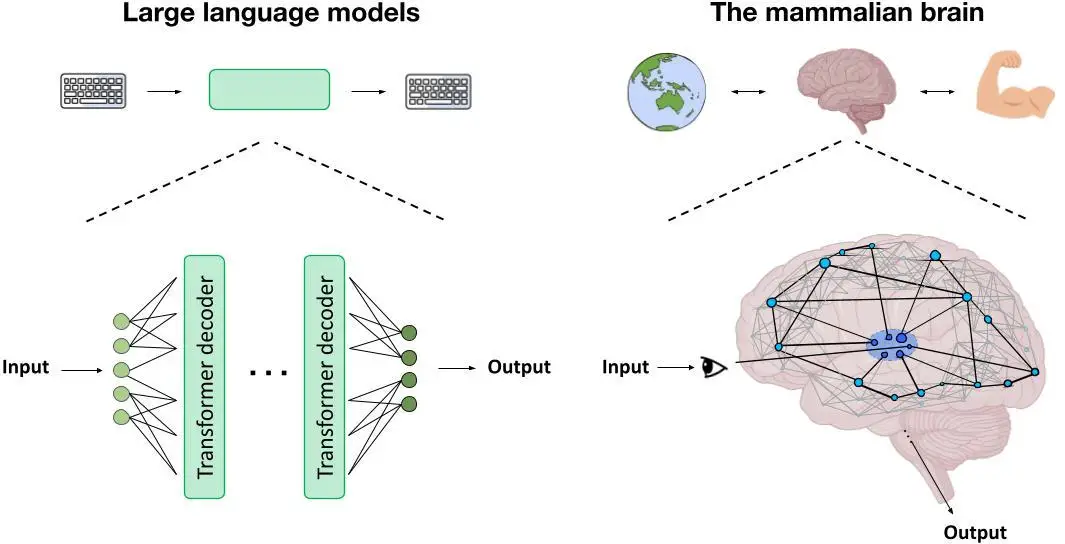 Differences-Between-Mammalian-Brains-and-Large-Language-Models.webp