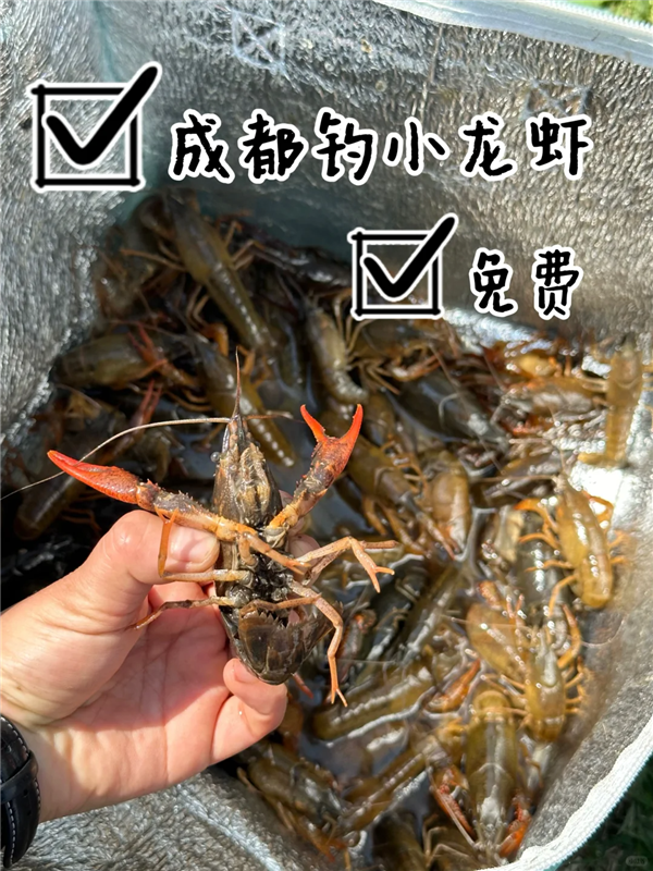 成都人開始野釣小龍蝦 醫生提醒：富含重金屬、謹慎食用！